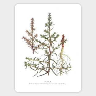 Russian Thistle Sticker